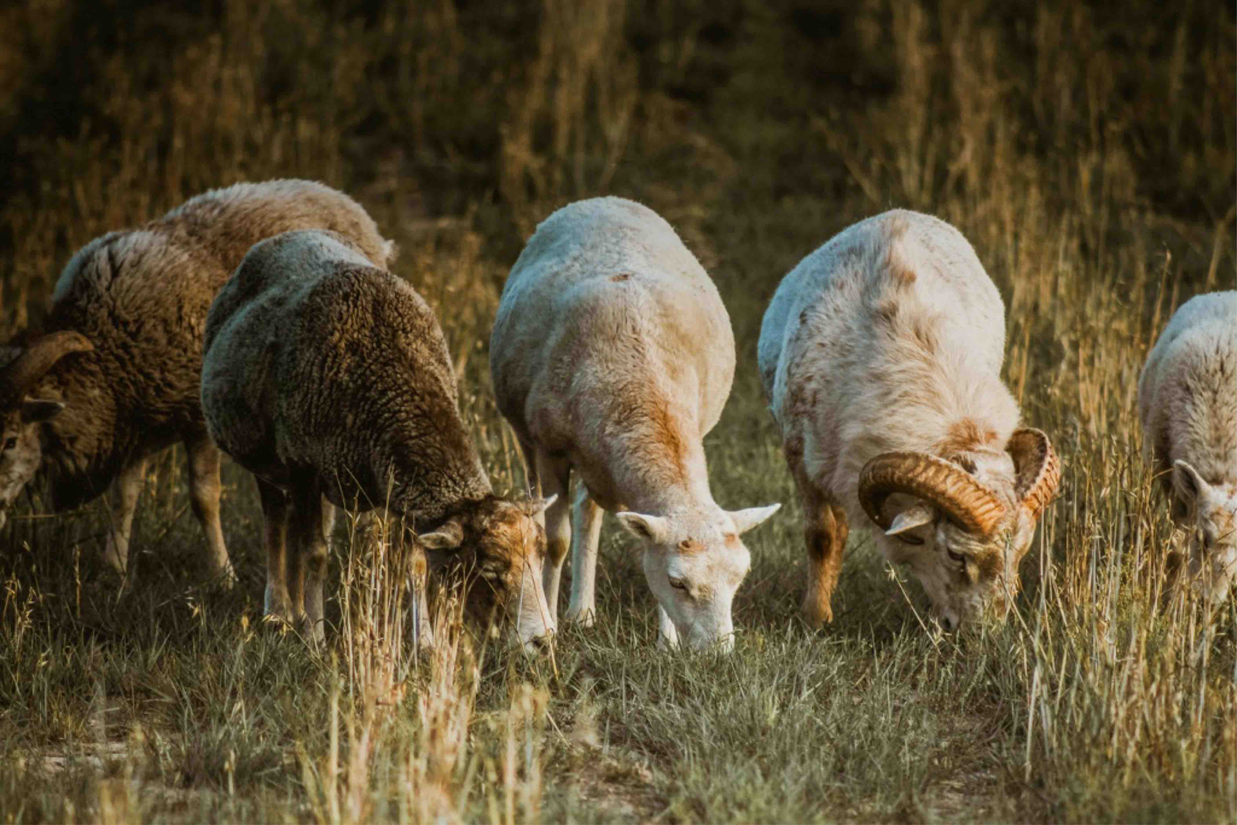 Animal Feed Salt